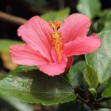 hibiscus-ferrugineus-2